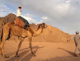 Quad biking with Camel ride & Beduin dinner